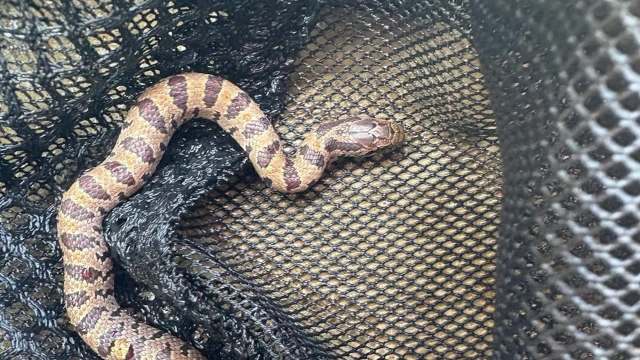 A snake resting on black mesh material.