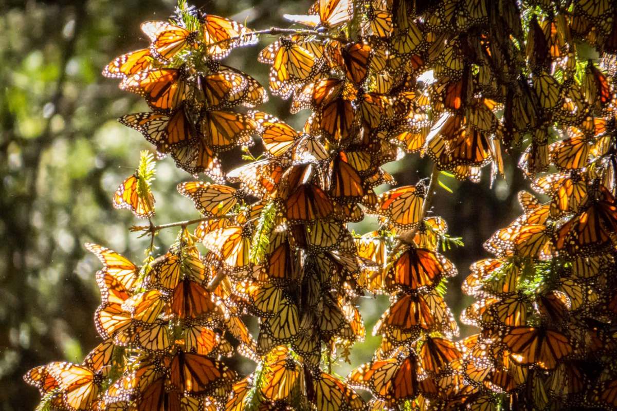 A cluster of orange and black monarch butterflies completely covering branches with the sun behind them glowing through their wings.