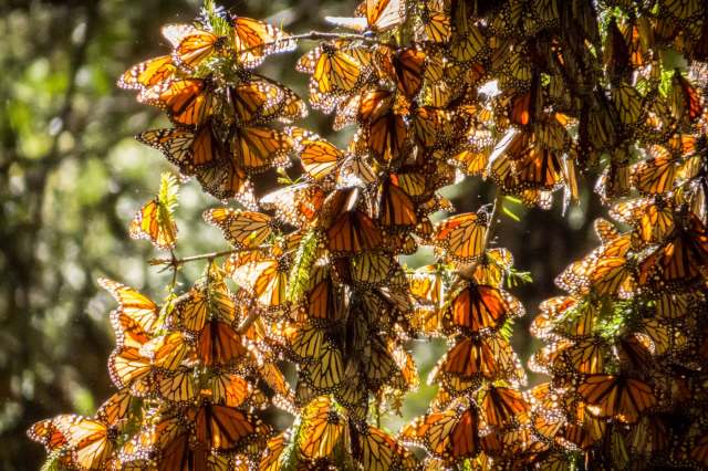 A cluster of orange and black monarch butterflies completely covering branches with the sun behind them glowing through their wings.