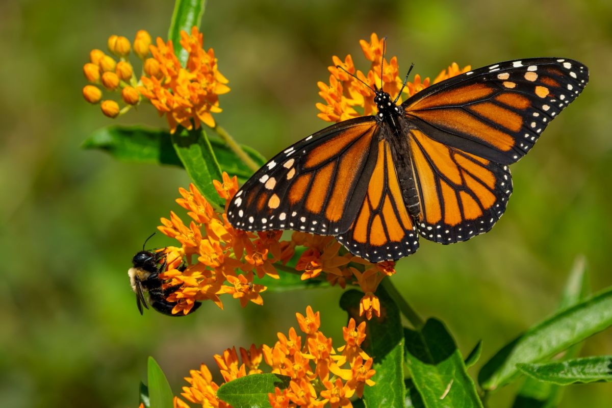A monarch butterfly feeding on milkweed.