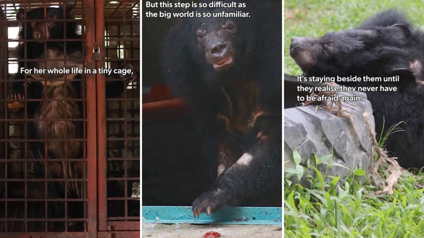A bear stands in a cage, then looks out from a surface, and rests beside rocks in grass.