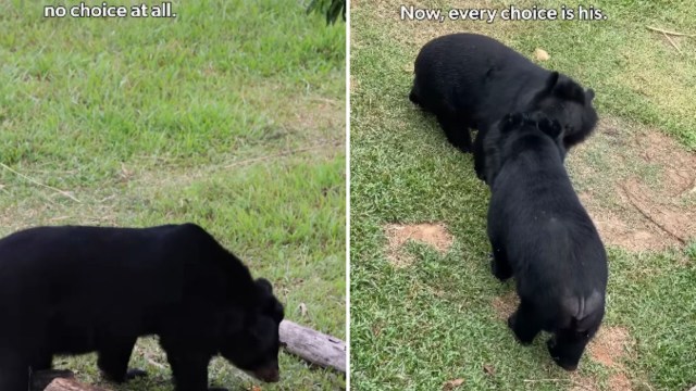 Smokey on his own and Smokey with another moon bear.