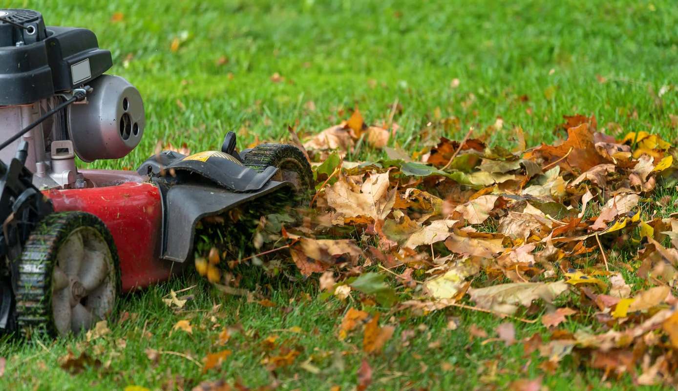 A lawnmower disperses fallen leaves on a grassy area.