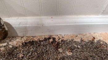 A worn carpet near a baseboard showing signs of wear and discoloration.