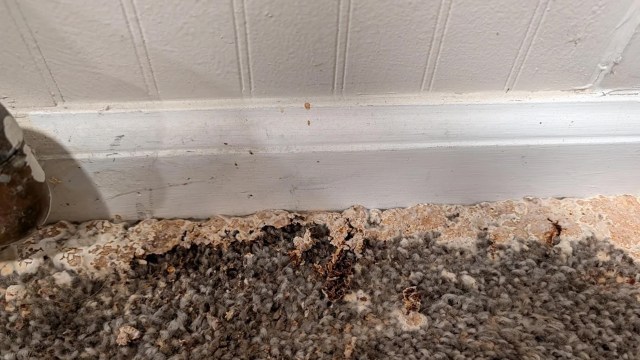 A worn carpet near a baseboard showing signs of wear and discoloration.