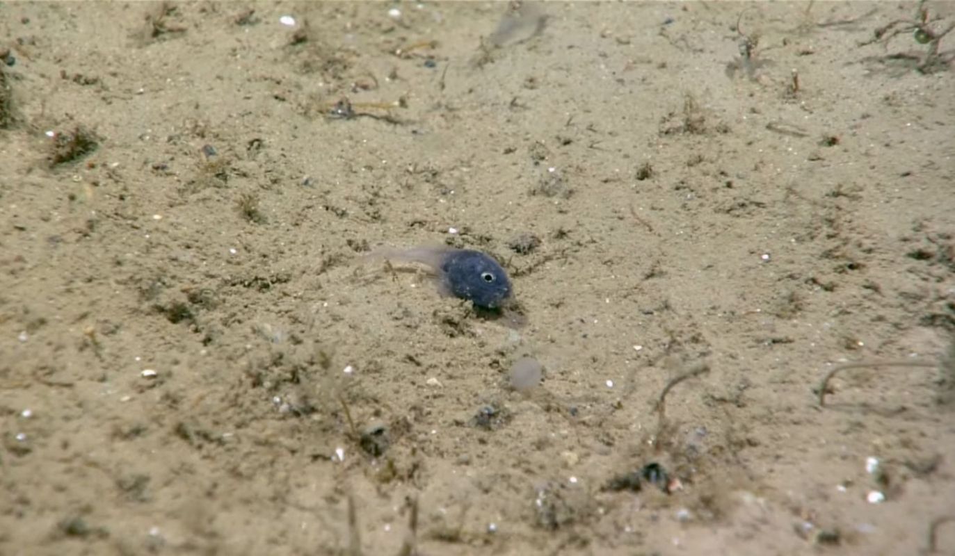 A very tiny fish of an unknown species.