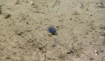 A very tiny fish of an unknown species.