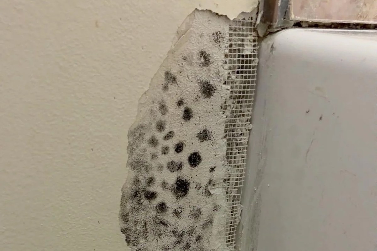 Mold on a wall.