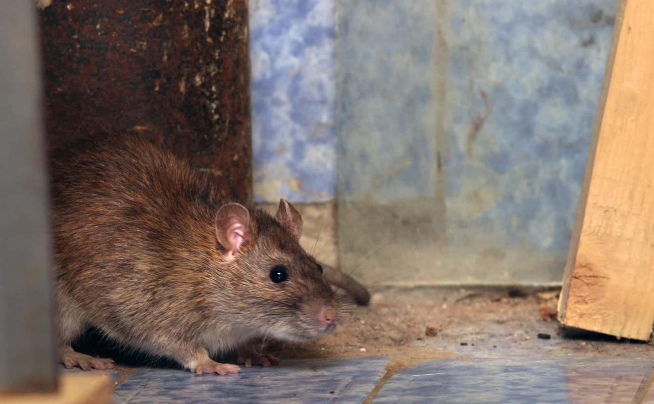 A rat in the corner of a room.