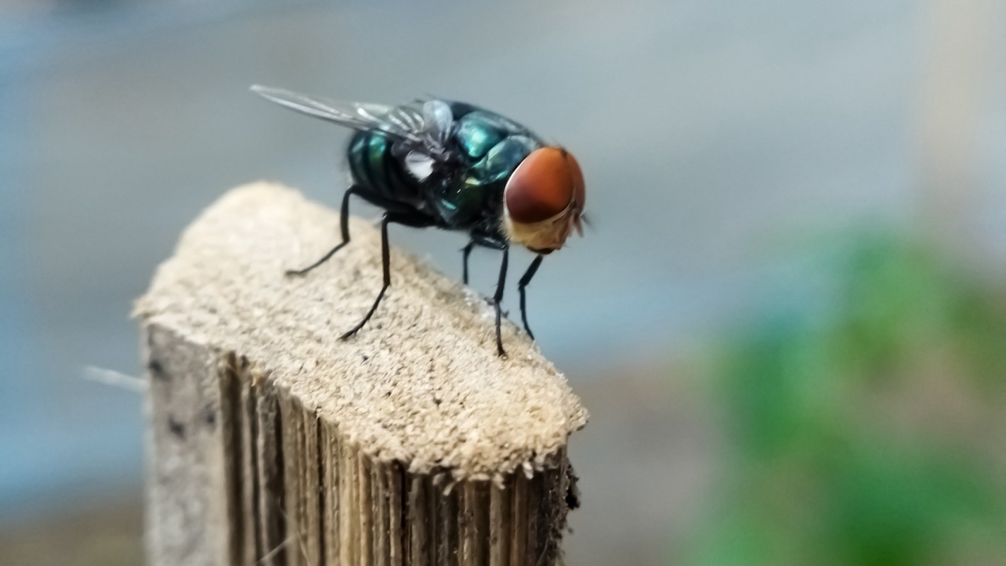 A fly perched on a piece of wood.