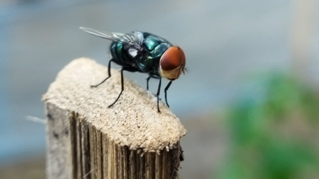 A fly perched on a piece of wood.