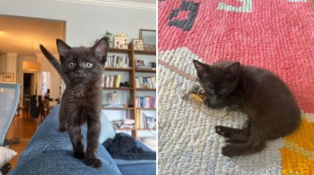 A black kitten exploring a couch and playing with a piece of string on a patterned rug.