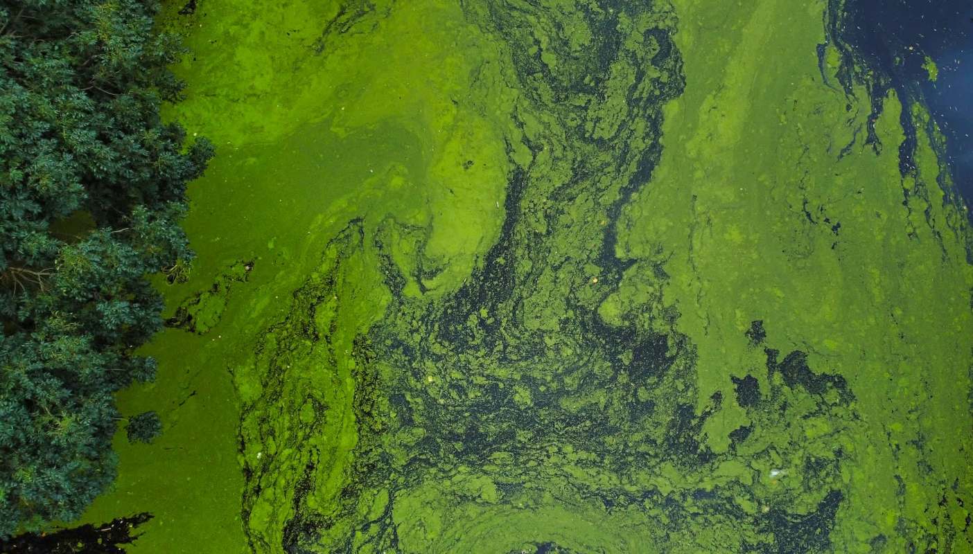 An aerial view of green algae and dark water, with trees on the left side.