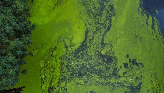 Michigan chemists turn stubborn nitrate pollution into ammonia with a plant-inspired catalyst