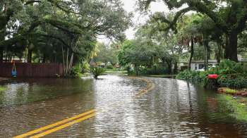 A flooded road lined with trees and greenery, with a visible stop sign and mailbox nearby.