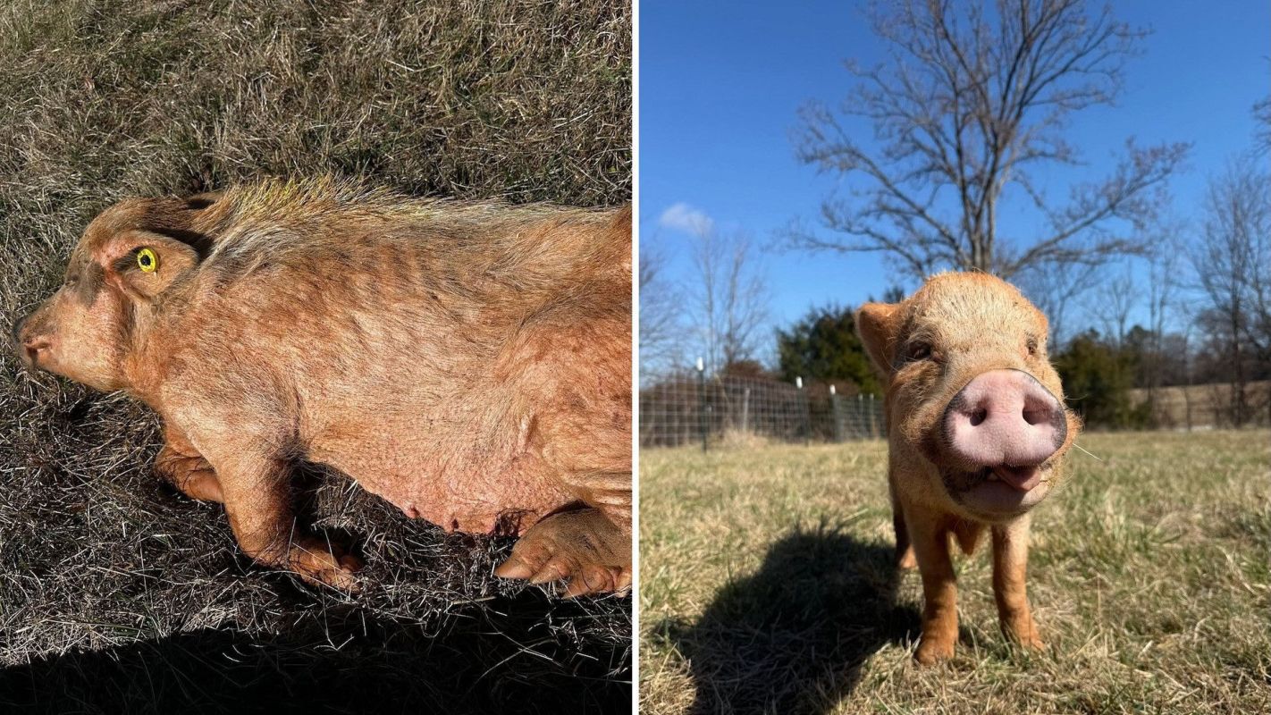 Two pigs, one lying on grass and the other standing in a field, displaying a clear blue sky.
