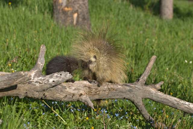 A porcupine and its baby sit on a log in a grassy area with wildflowers.