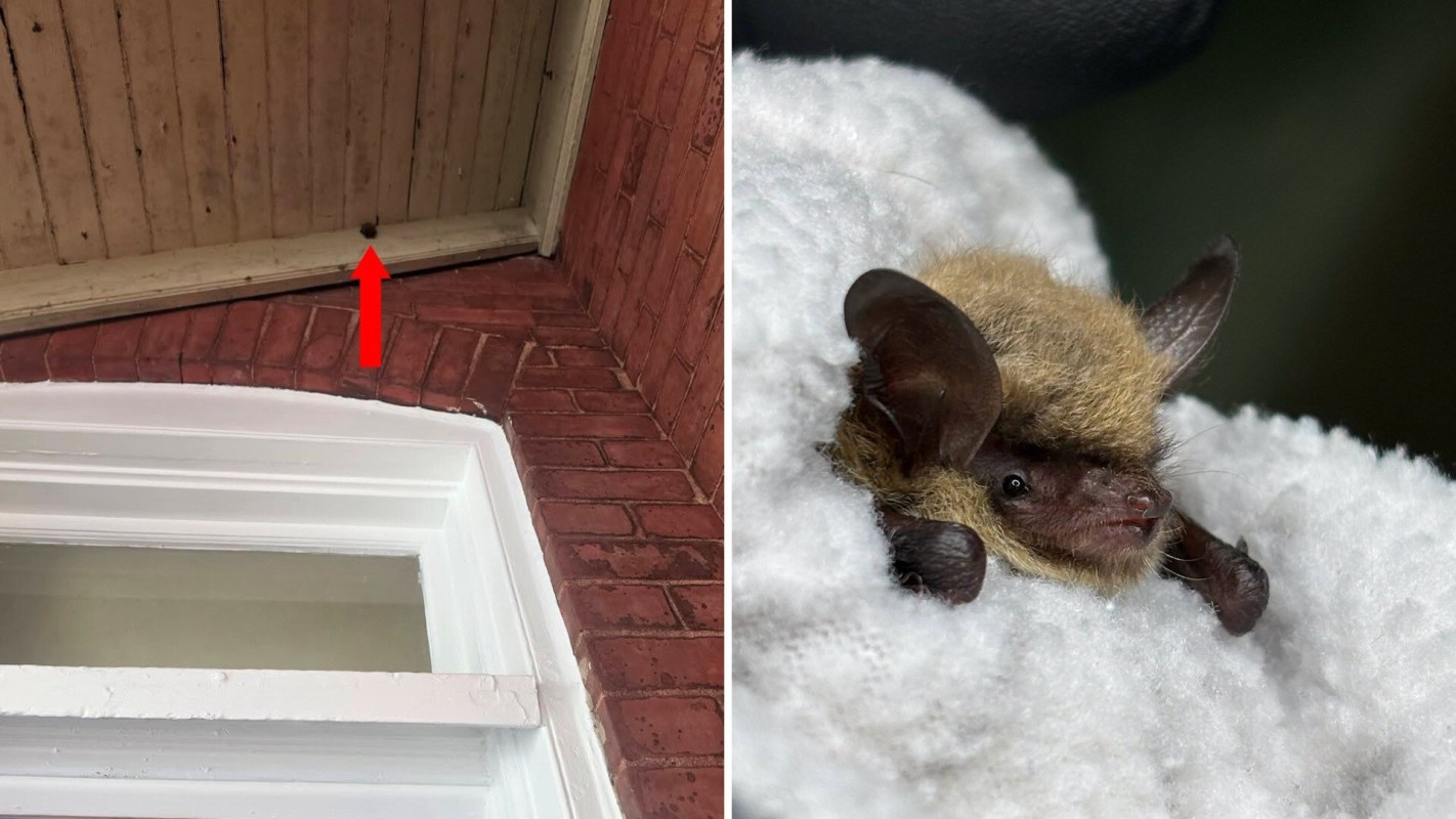 A bat rests on a soft surface, partially covered in white material.