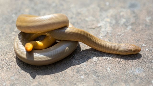 A northern rubber boa.