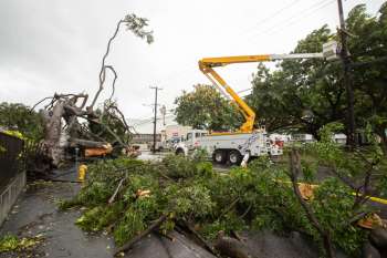A work vehicle with a raised bucket is near a broken tree and fallen branches on a street in Hawaii.