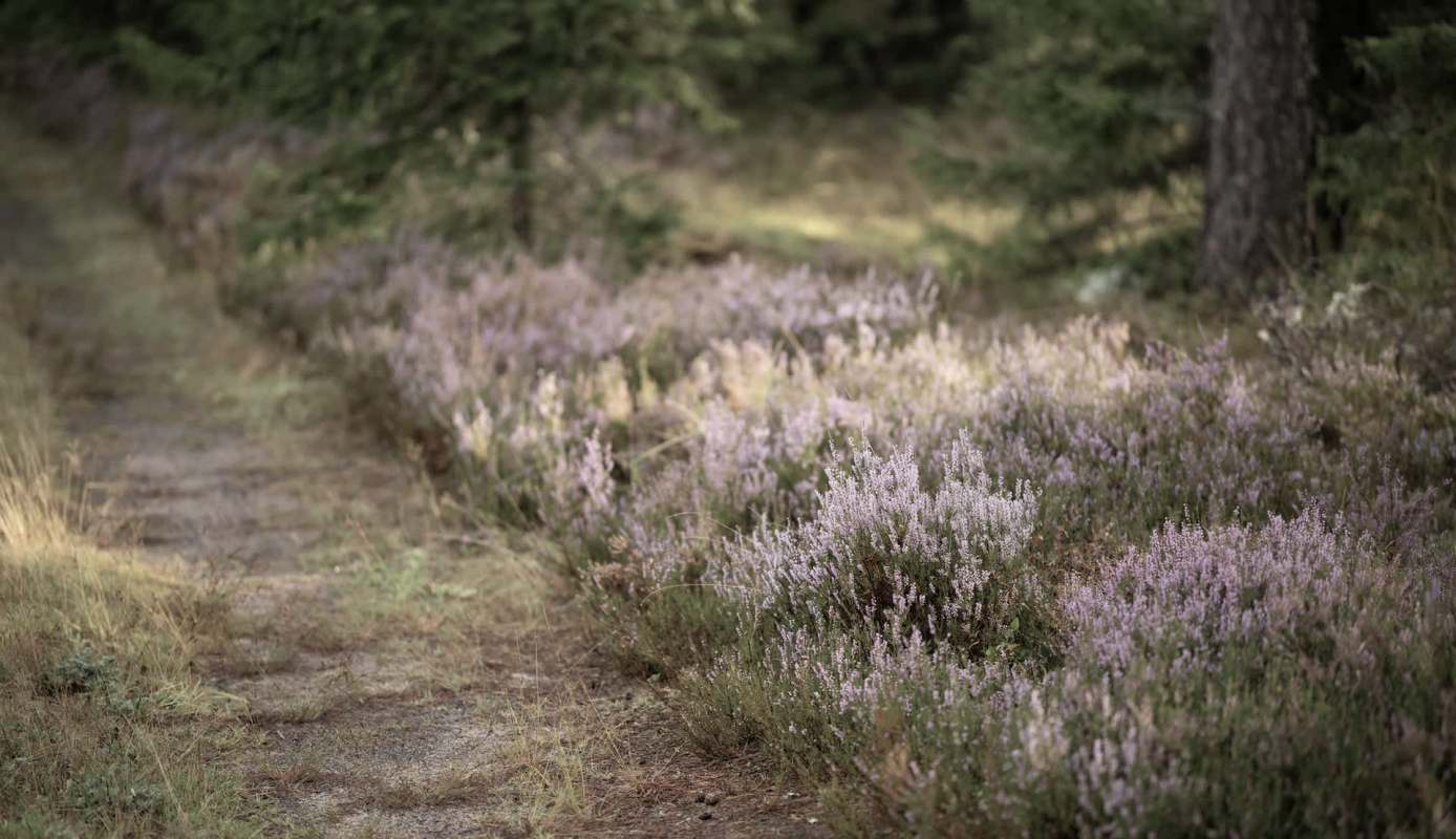 A path lined with purple heather.
