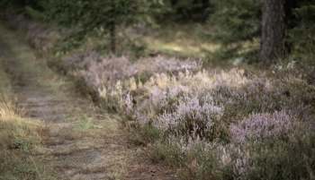A path lined with purple heather.