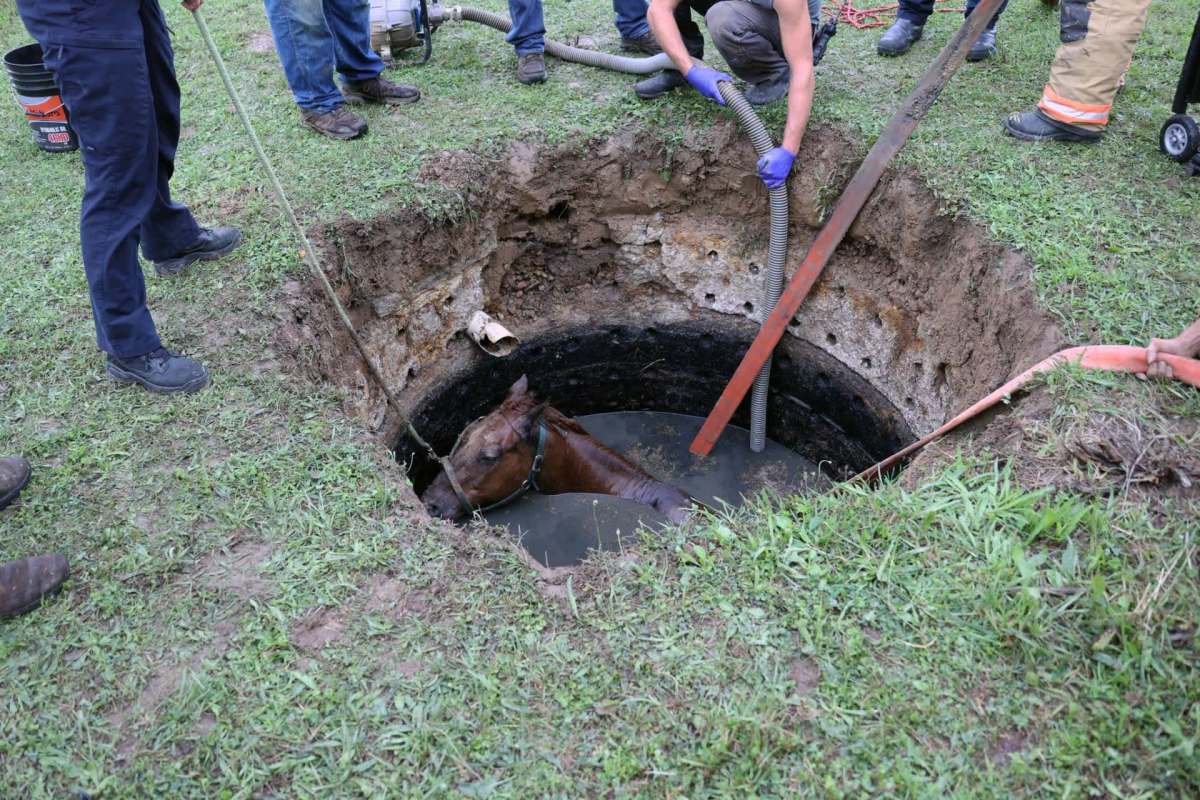 A horse stuck in an in-ground tank.