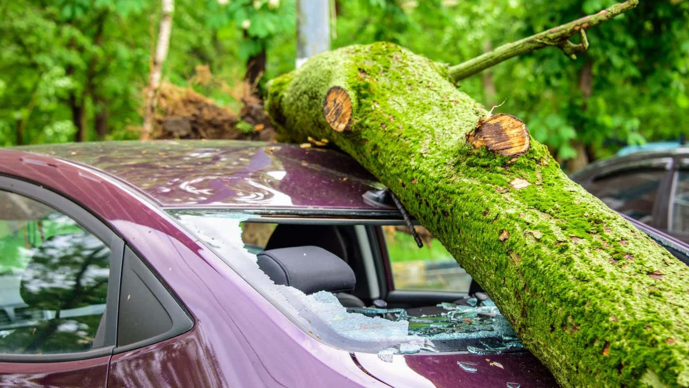 A tree branch lies across the roof of a damaged purple car with shattered glass windows.