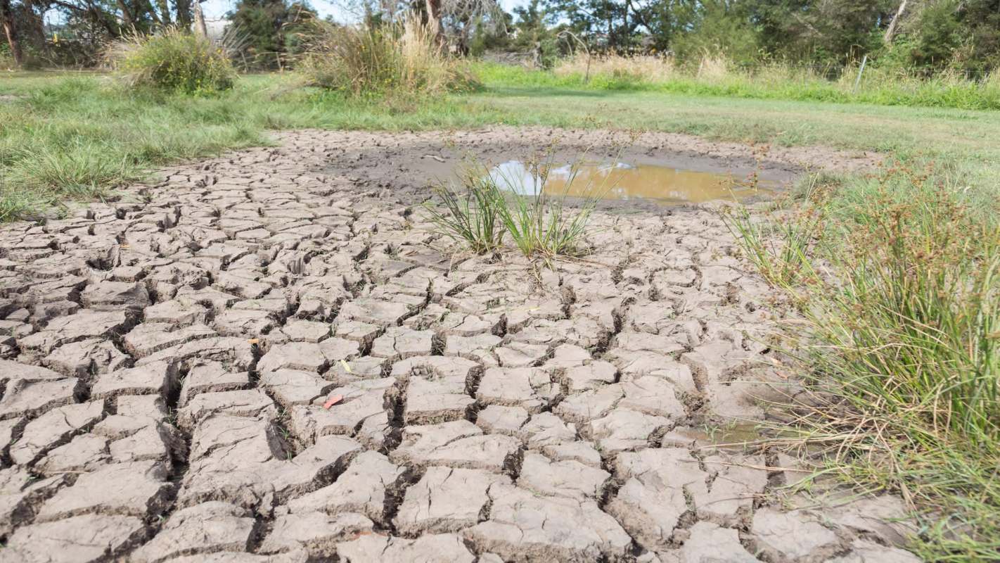 Cracked, dry earth with patches of grass and a small puddle of water.