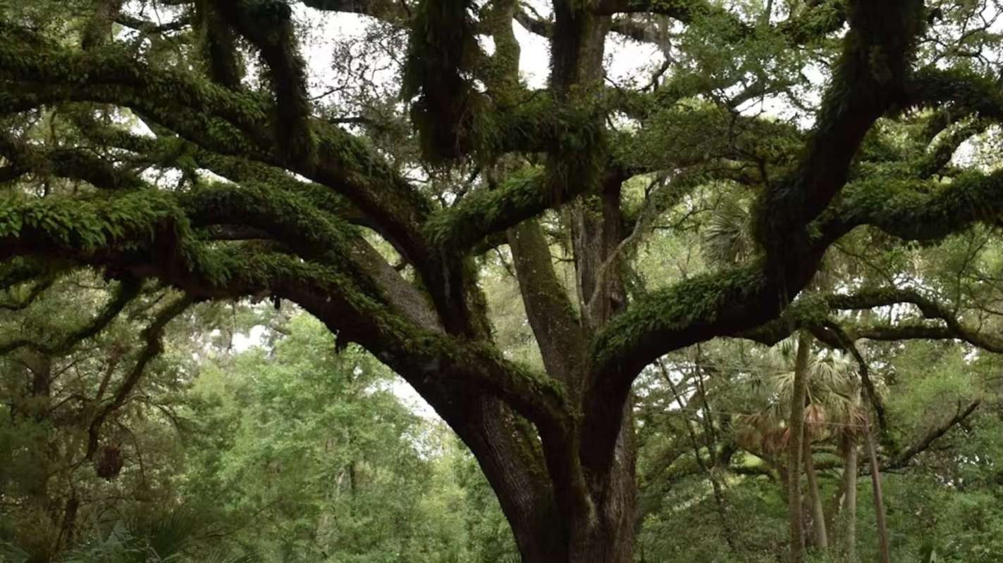 A large tree with sprawling branches covered in green moss in a forested area.