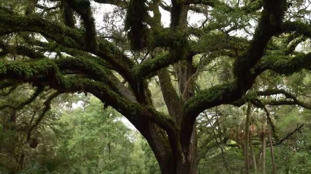 A large tree with sprawling branches covered in green moss in a forested area.