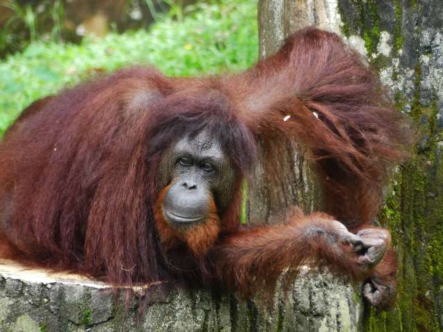 An orangutan resting on a log with lush greenery in the background.