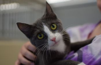 A gray cat with yellow eyes is being held in someone's arms.