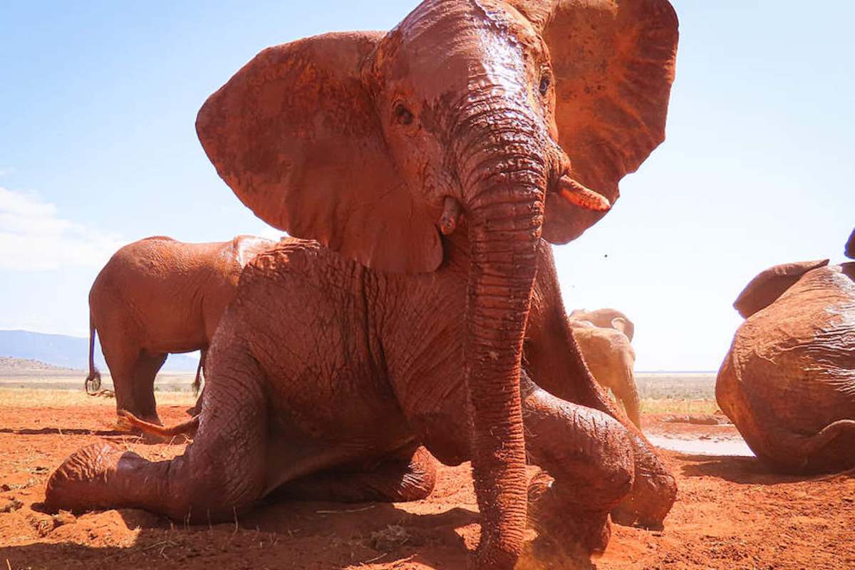 An elephant covered in red earth sits in a dry landscape with other elephants in the background.