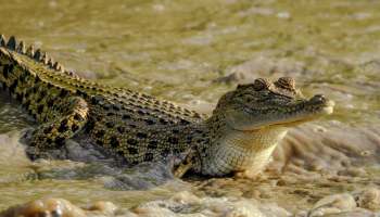 A crocodile partially submerged in murky water.