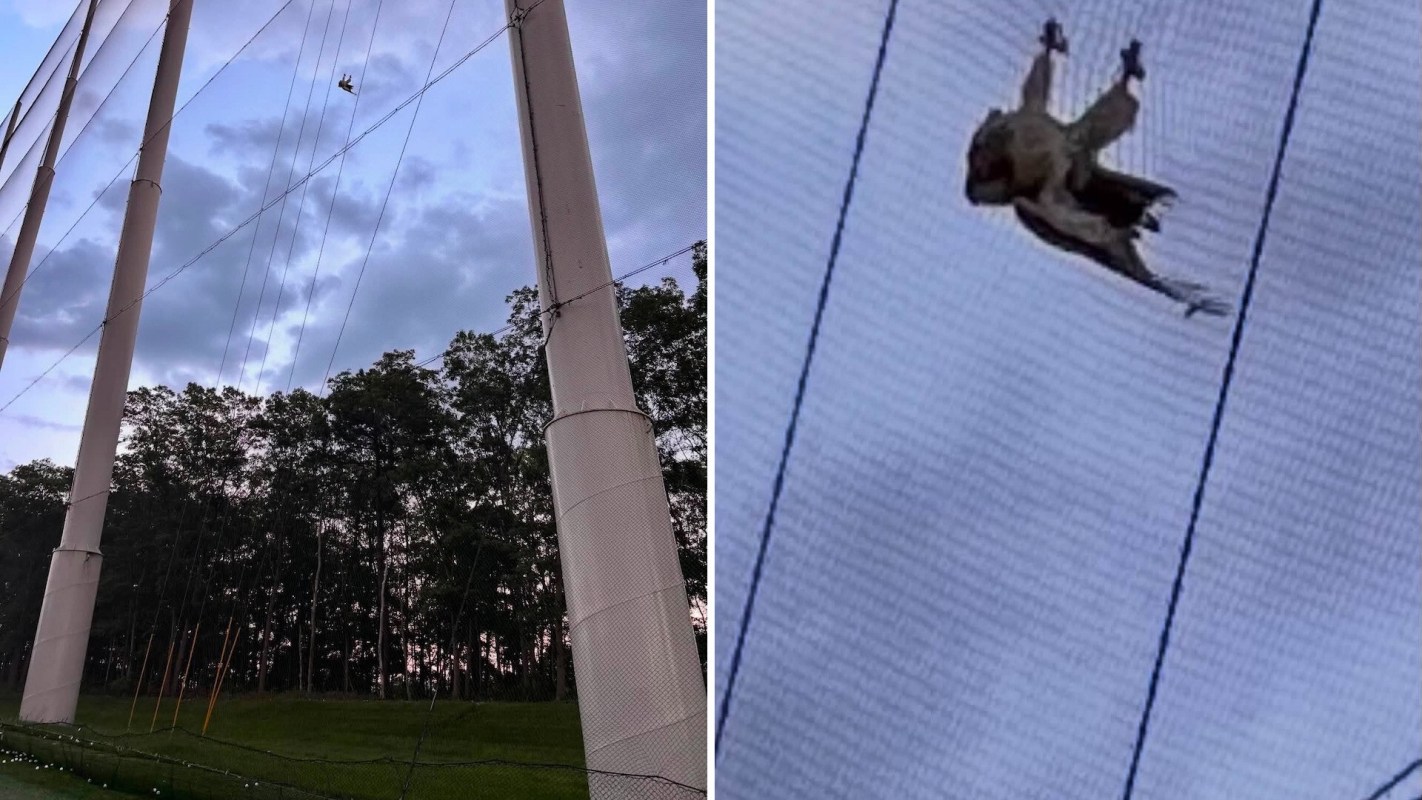 A bird is seen trapped in netting between two tall posts.