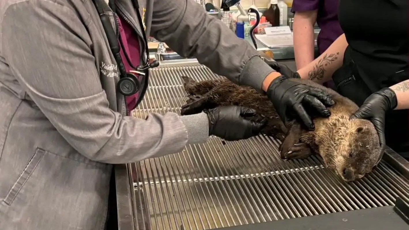 Veterinarians examine an otter on a metal table in a clinical setting.