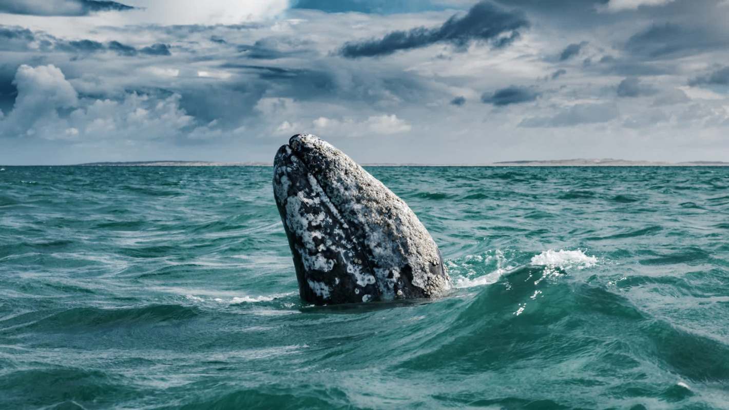 A gray whale partially breaches the surface of the ocean under a cloudy sky.