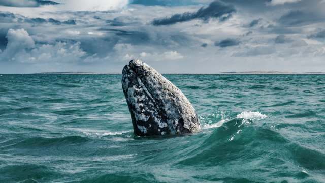 A gray whale partially breaches the surface of the ocean under a cloudy sky.