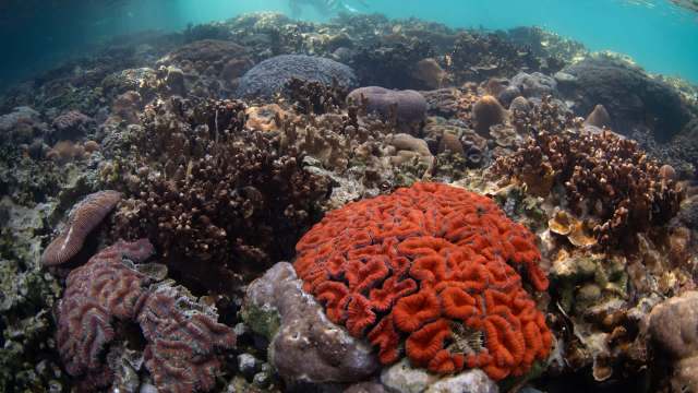 A vibrant coral reef with various types of corals, including a large red coral formation.