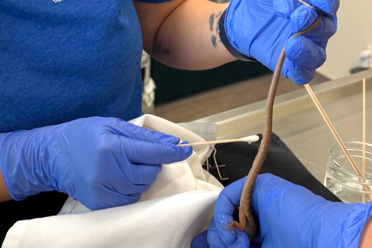 Two people wearing blue gloves handle a long, thin animal while using a cotton swab for examination.