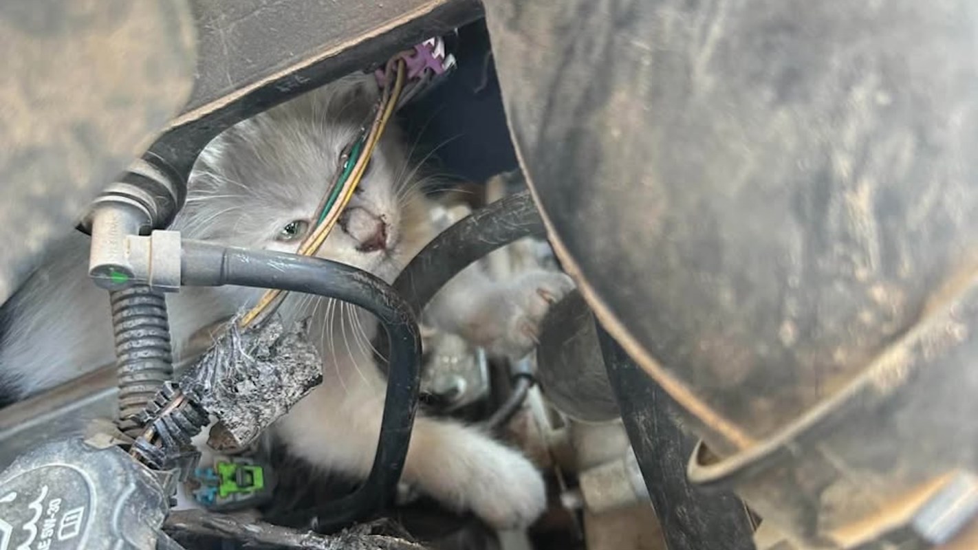 A kitten is nestled among car wires and components.