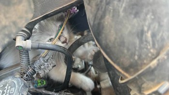 A kitten is nestled among car wires and components.