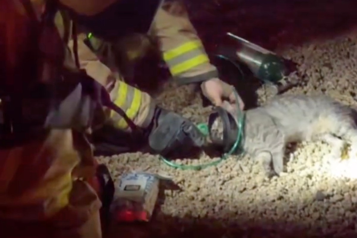 A firefighter assists a cat that is partially trapped with a collar in a gravel area.