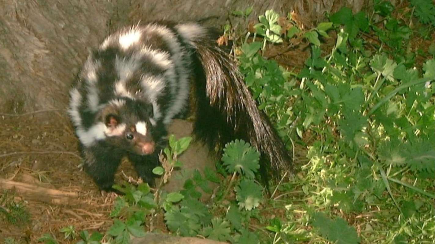A skunk with black and white fur explores green vegetation near a tree.