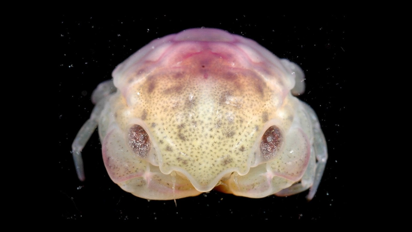 A close-up of a translucent crab with a pinkish hue on its head against a black background.