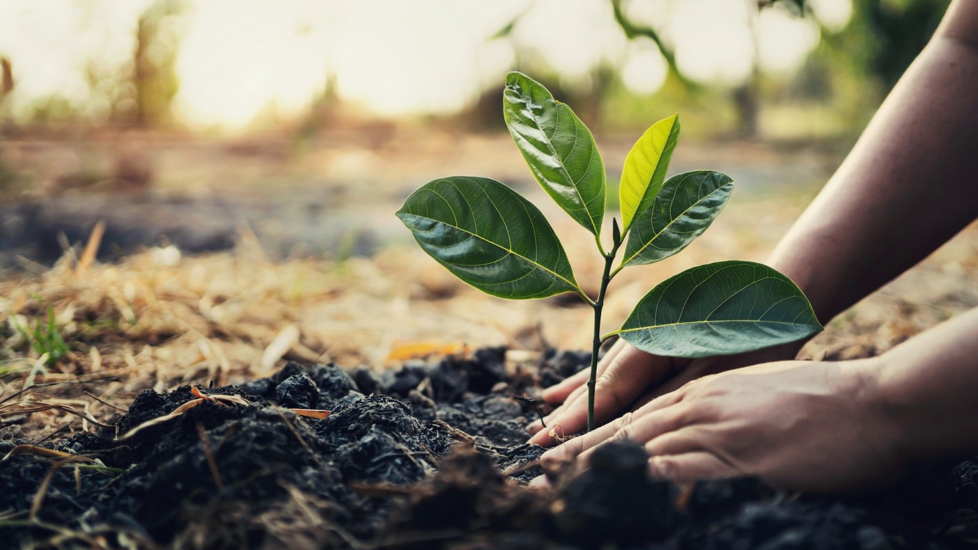 A person plants a young sapling in the soil surrounded by dry grass.