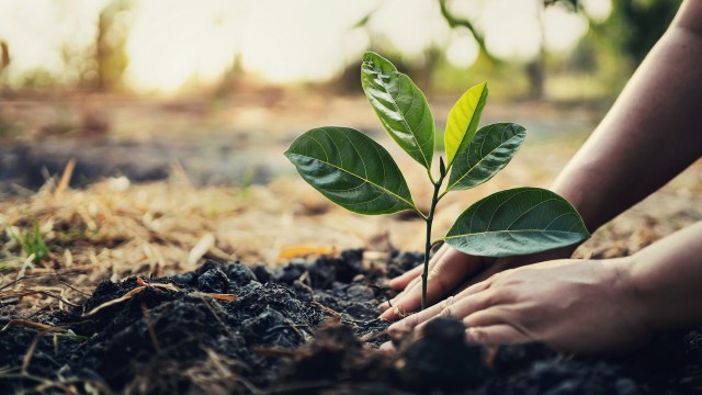 A person plants a young sapling in the soil surrounded by dry grass.