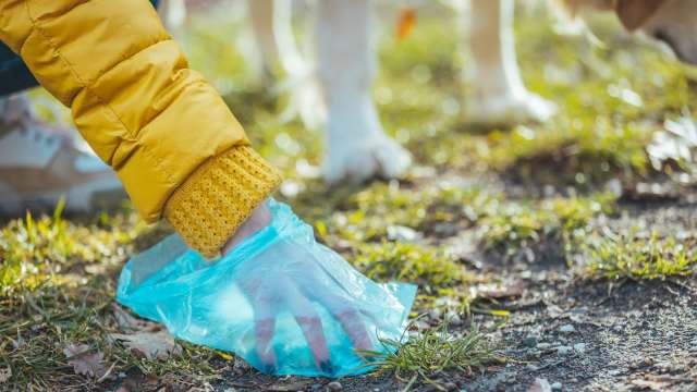 A person wearing a yellow jacket picks up litter using a blue plastic bag near a dog on the grass.