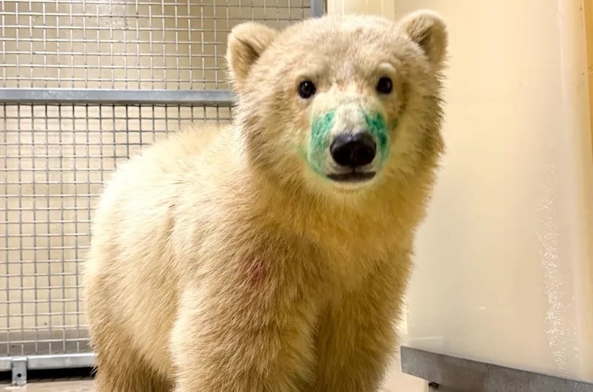 A bear with green markings on its face stands in an enclosure.